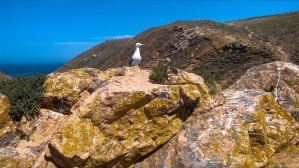 Berlengas Island